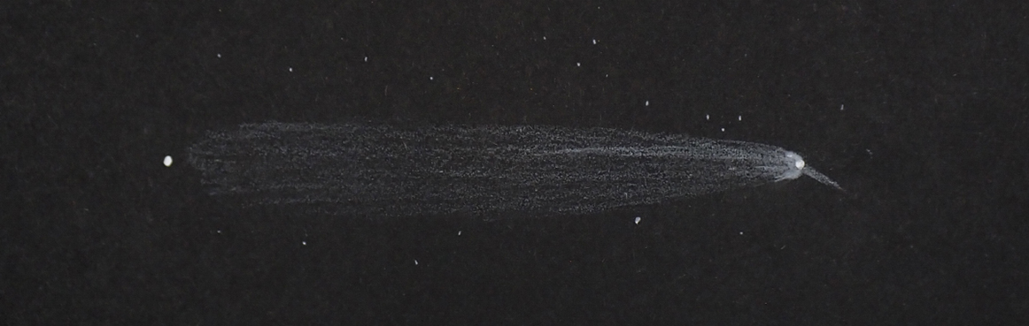 Comet C/2023 A3 on October 24, 2024, by project nightflight
